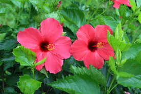 扶桑花