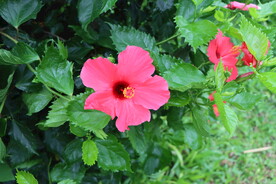 扶桑花