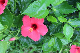 扶桑花