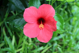 扶桑花