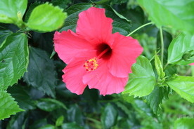 扶桑花
