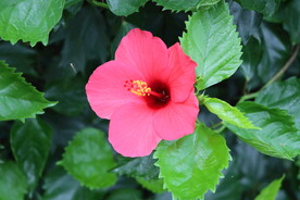 扶桑花
