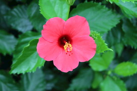 扶桑花