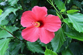 扶桑花