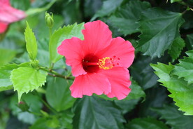 扶桑花