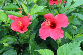 扶桑花