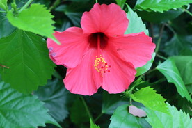 扶桑花