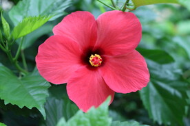 扶桑花