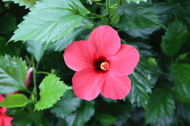 扶桑花