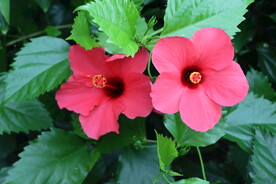 扶桑花