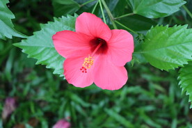 扶桑花