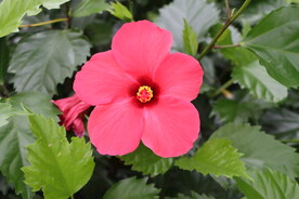 扶桑花