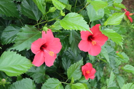 扶桑花