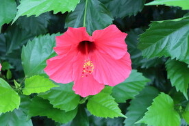 扶桑花