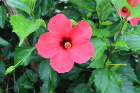 扶桑花