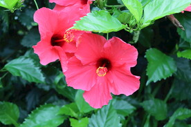 扶桑花