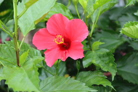 扶桑花