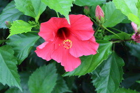 扶桑花