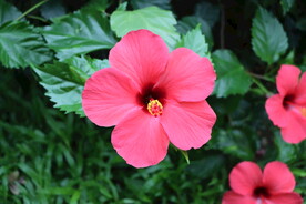 扶桑花