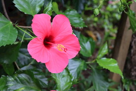 扶桑花