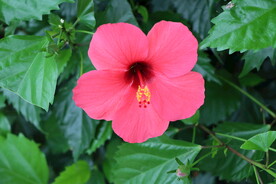 扶桑花