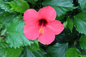 扶桑花