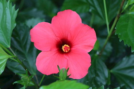 扶桑花