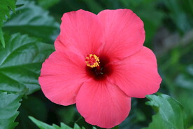 扶桑花