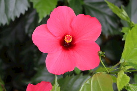 扶桑花