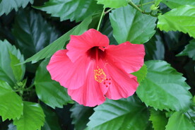 扶桑花