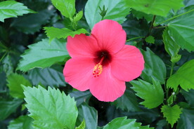 扶桑花