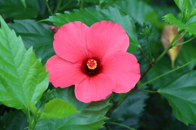 扶桑花