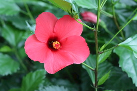 扶桑花