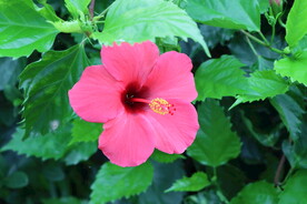 扶桑花