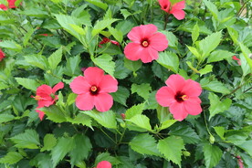 扶桑花