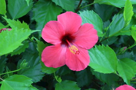 扶桑花