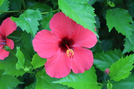 扶桑花