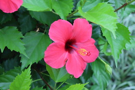 扶桑花