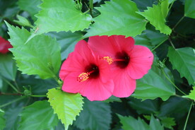 扶桑花