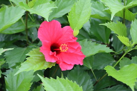 扶桑花