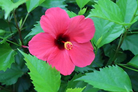 扶桑花