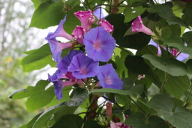 牵牛花