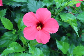 扶桑花