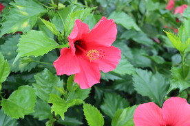 扶桑花