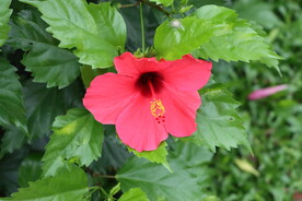扶桑花