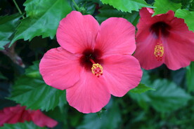 扶桑花