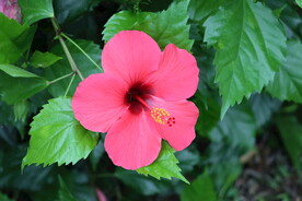扶桑花