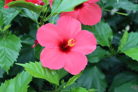 扶桑花