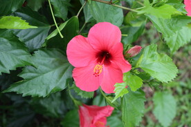 扶桑花