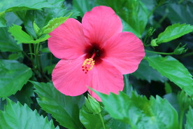 扶桑花